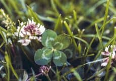 Attirer la chance et la réussite