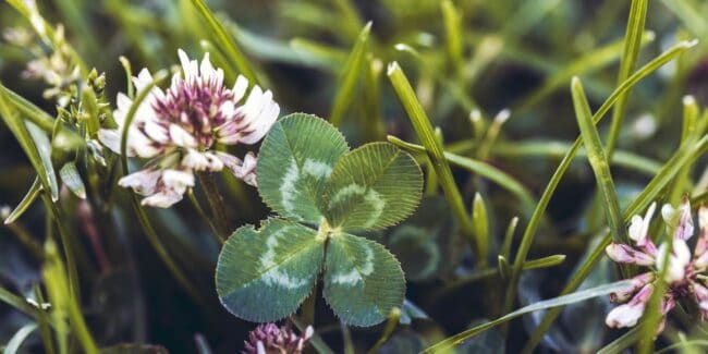 Attirer la chance et la réussite
