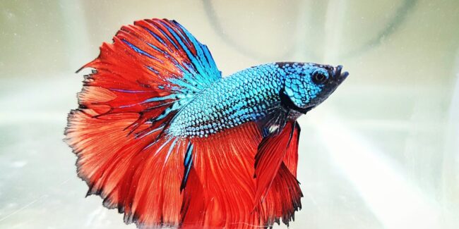 Enfants atypiques exemple poisson