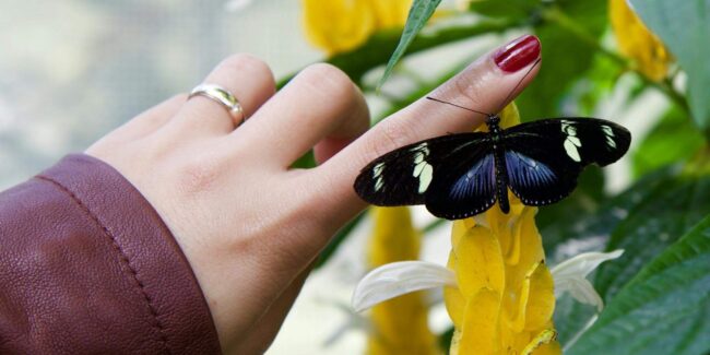 relaxation antistress papillon