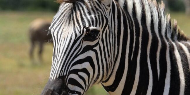 haut potentiel enfant