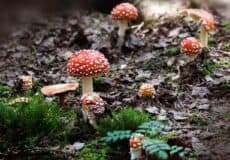 Champignons toxiques dans la nature, risque pour enfants et conseils de sécurité.