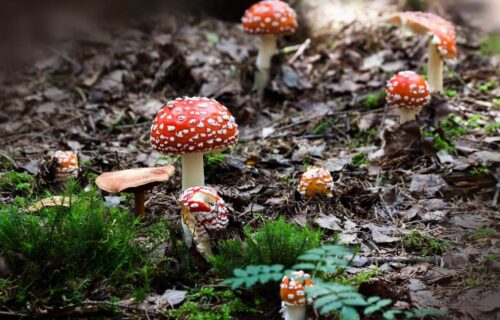 Champignons toxiques dans la nature, risque pour enfants et conseils de sécurité.